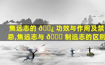 焦远志的 🌿 功效与作用及禁忌,焦远志与 🐋 制远志的区别